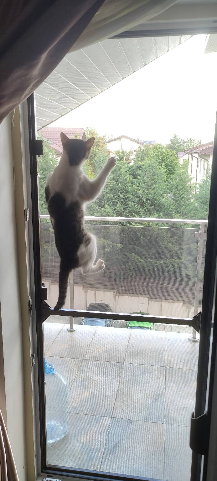 Plasă pe ușă balcon — siguranță pentru pisici